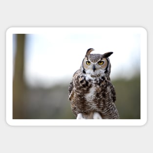 Windy Great Horned Owl Sticker